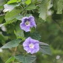 Ipomoea clavata (G. Don) Ooststr. ex Macbr. resmi