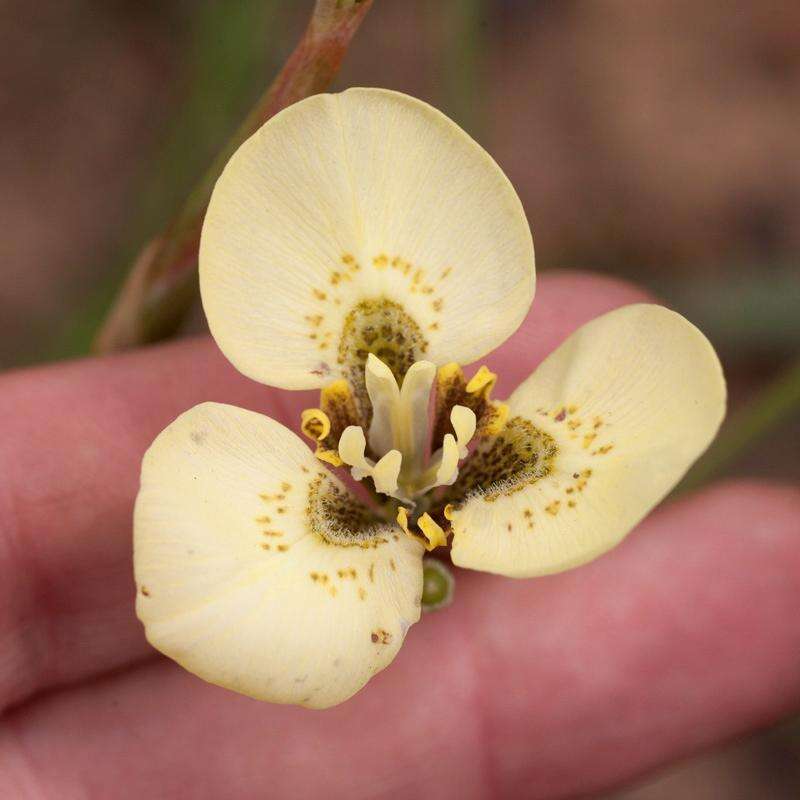 Image of Moraea bellendenii (Sweet) N. E. Br.