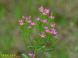 Image of Centaurium pulchellum var. altaicum (Griseb.) Kitagawa & H. Hara