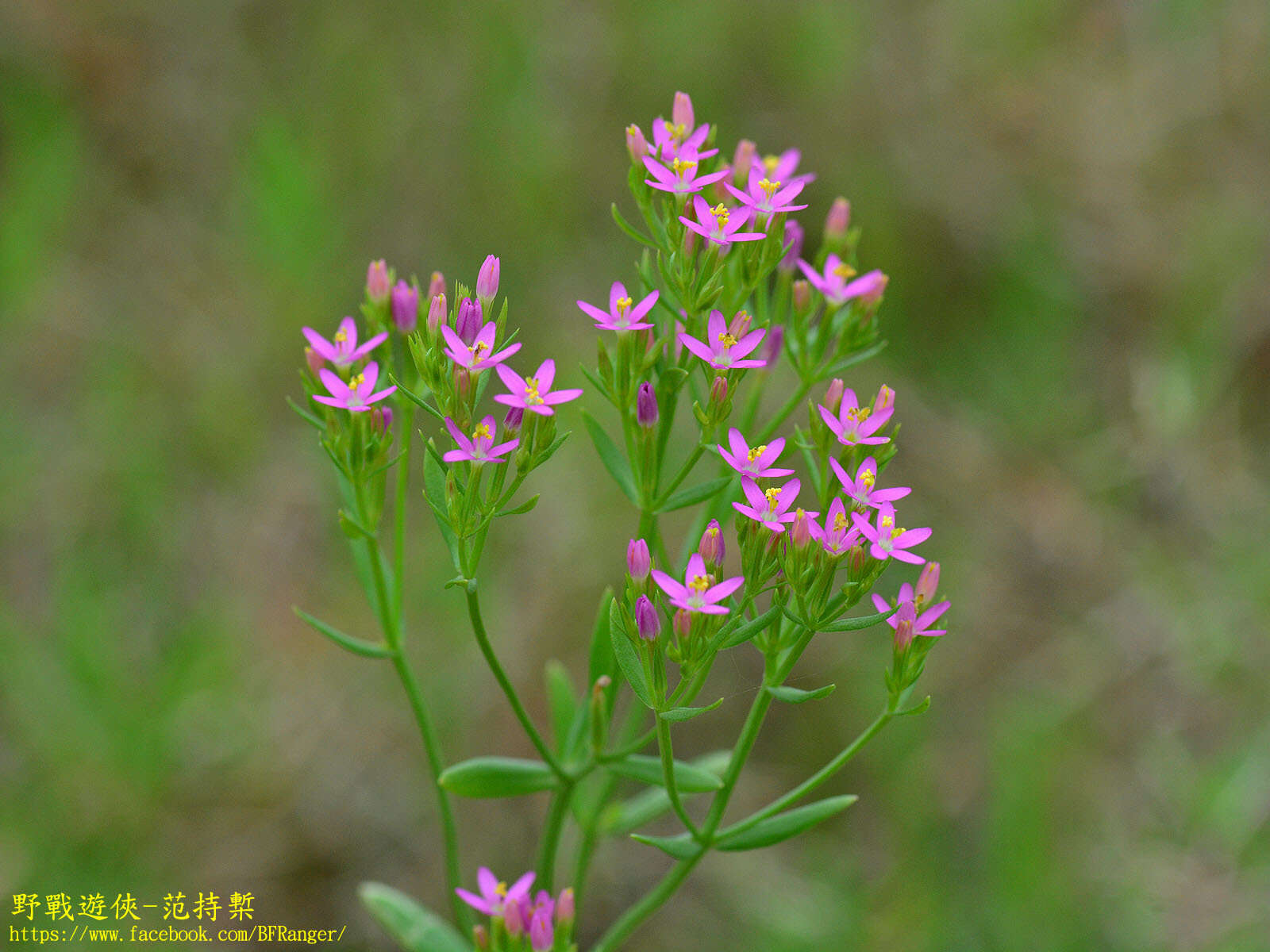 Image of Centaurium pulchellum var. altaicum (Griseb.) Kitagawa & H. Hara