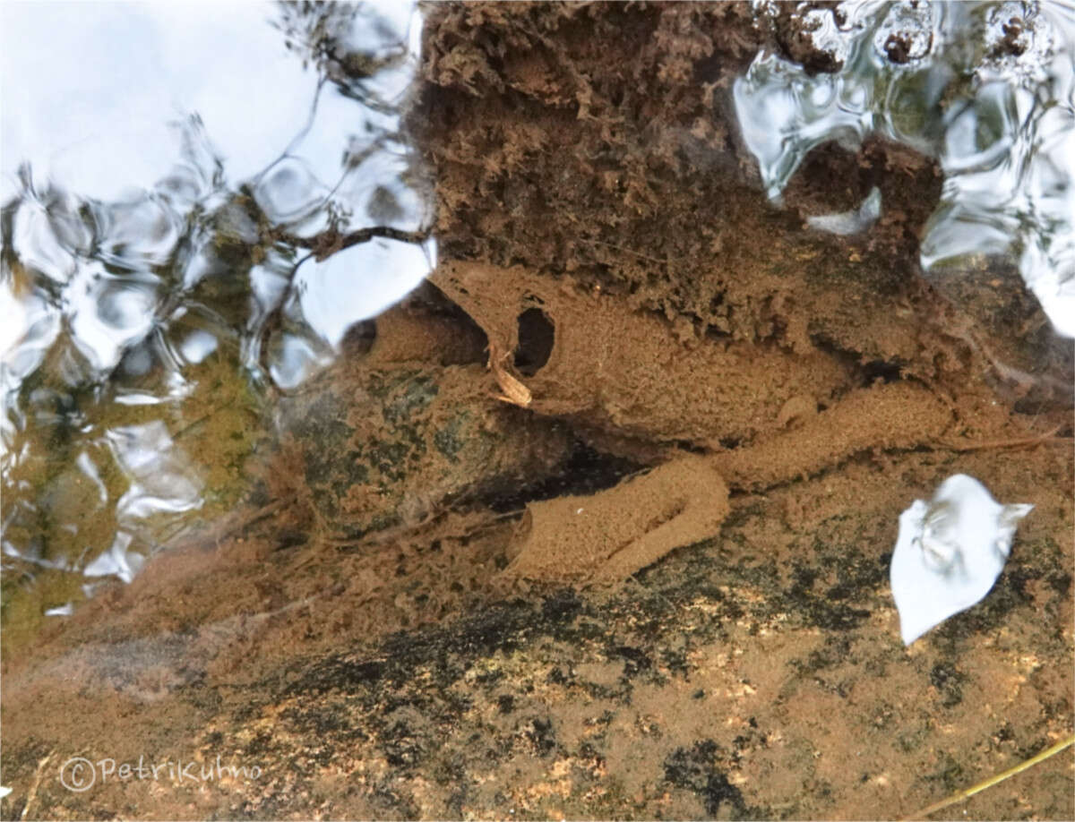 Neureclipsis bimaculata (Linnaeus 1758) resmi