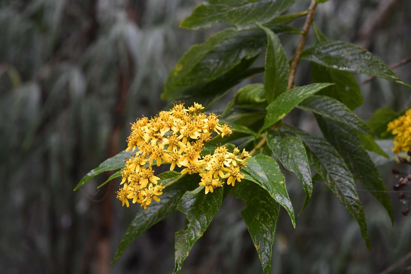 Imagem de Verbesina hypargyrea B. L. Rob. & Greenm.