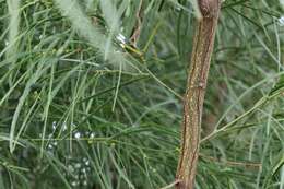 Image of bower wattle