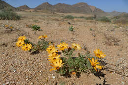 Image de Osteospermum pinnatum (Thunb.) Norlindh