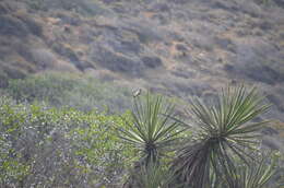 Image of Cassin's Kingbird