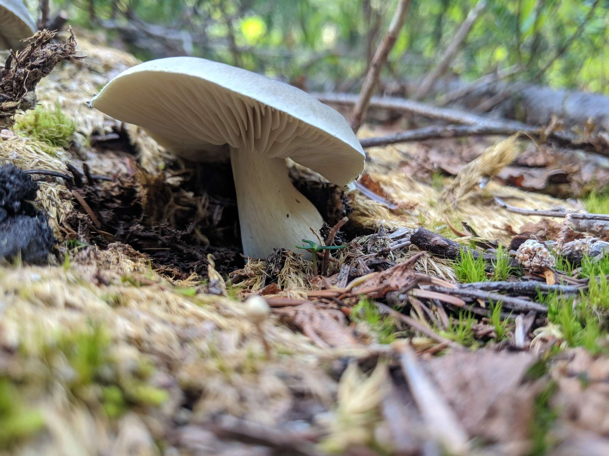 Image of Tricholoma saponaceum (Fr.) P. Kumm.