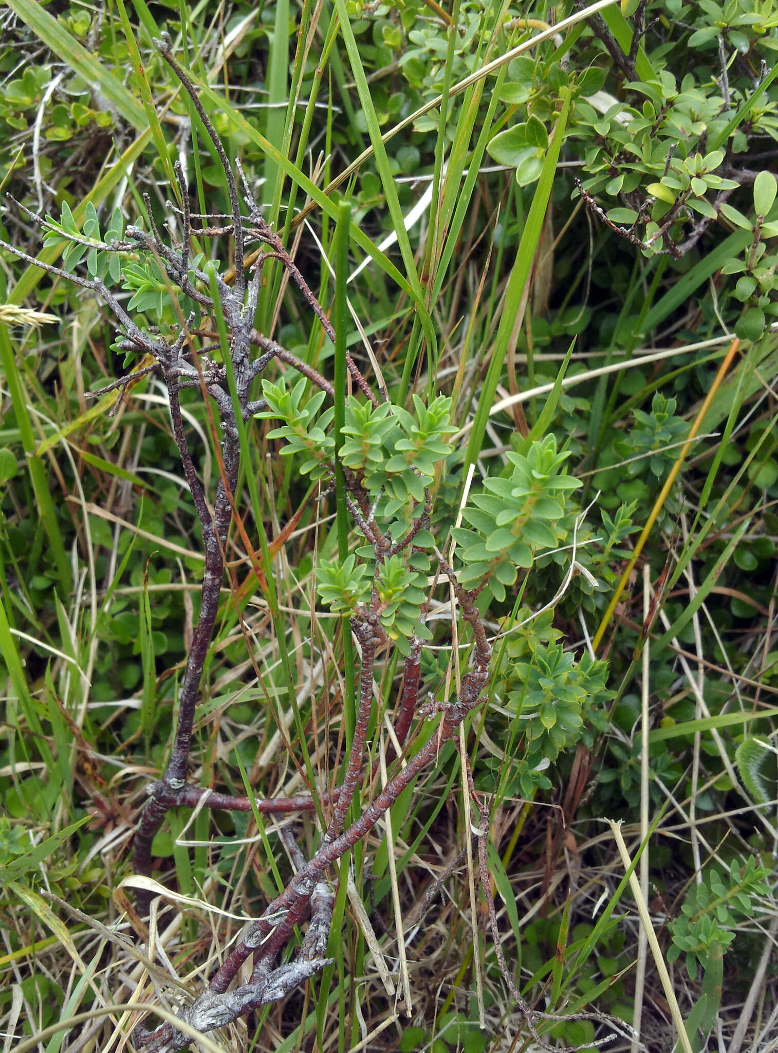 Image of Pimelea eremitica C. J. Burrows