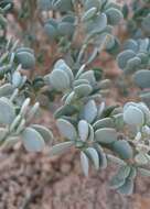 Image of Tetraena decumbens (Delile) Beier & Thulin