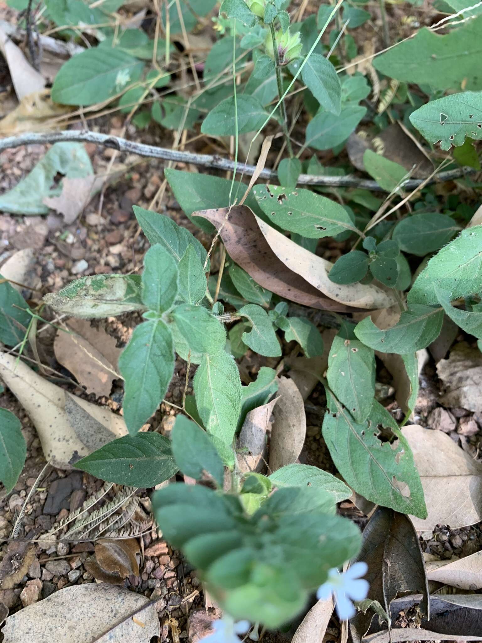 Image de Phaulopsis imbricata subsp. imbricata