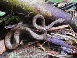 Image of Fiji Island Boa