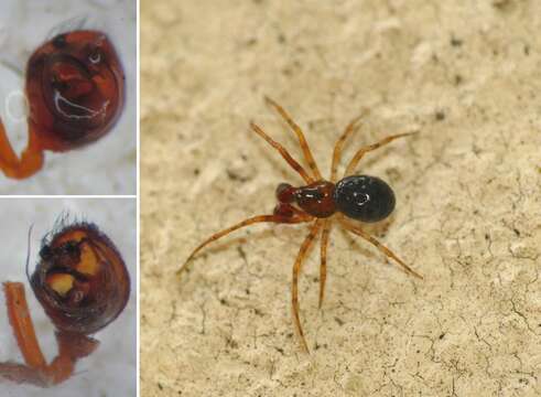 صورة Sardinidion