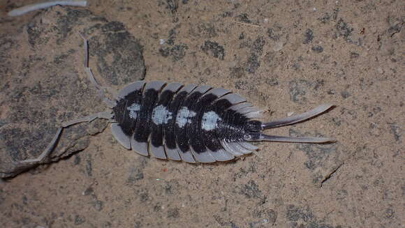 Image of Porcellio succinctus Budde-Lund 1885