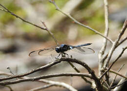 Image of Bar-winged Skimmer