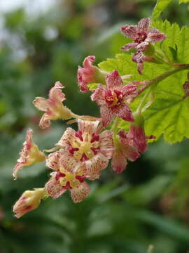 Image of mapleleaf currant