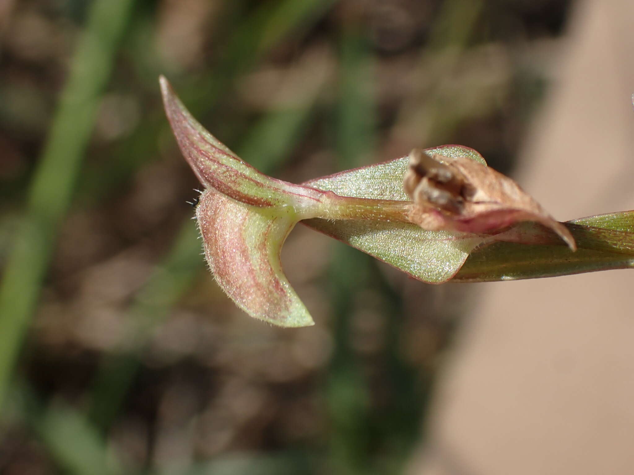 Image de Commelina subulata Roth