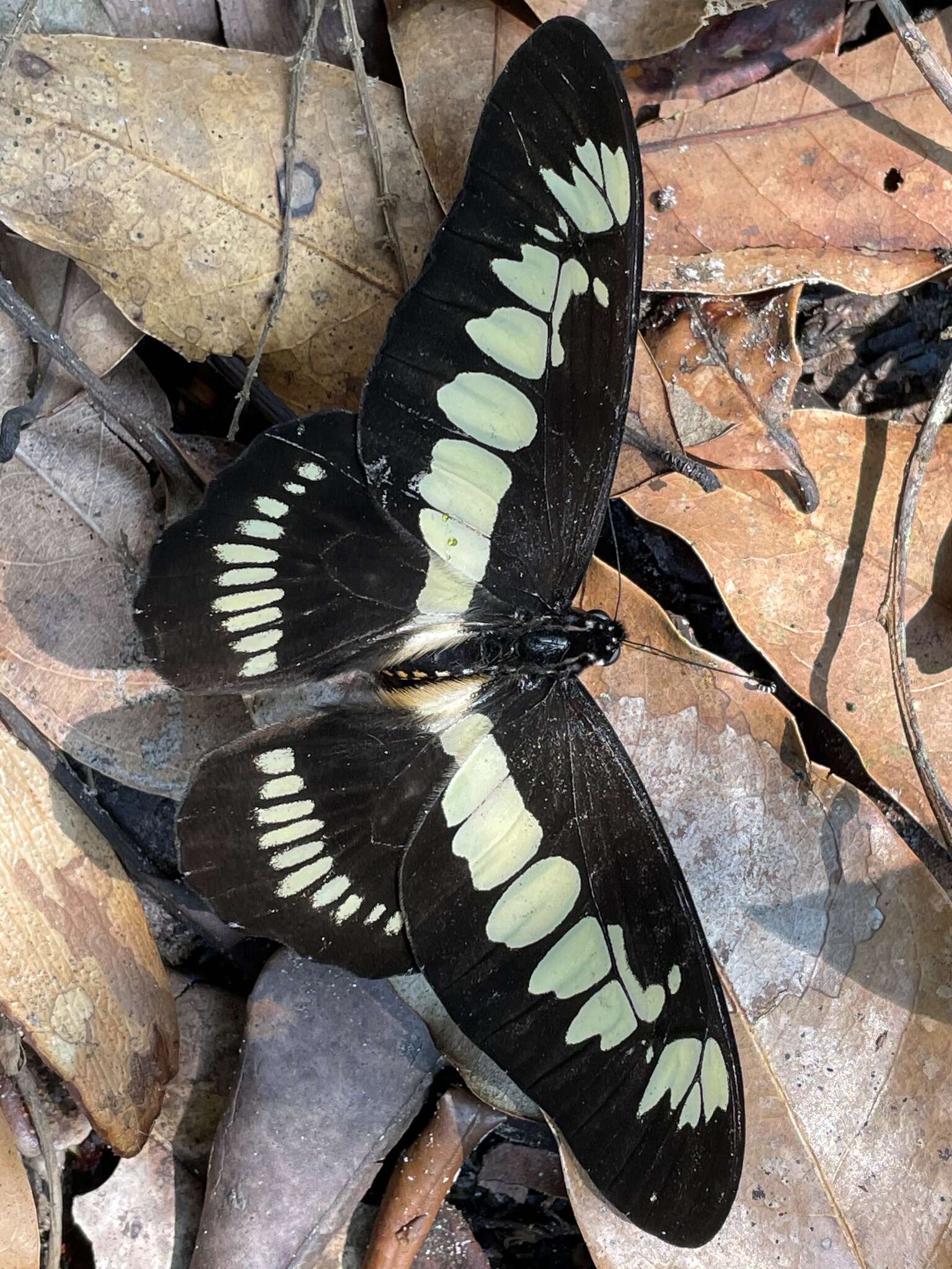 Слика од Graphium latreillianus (Godart (1819))