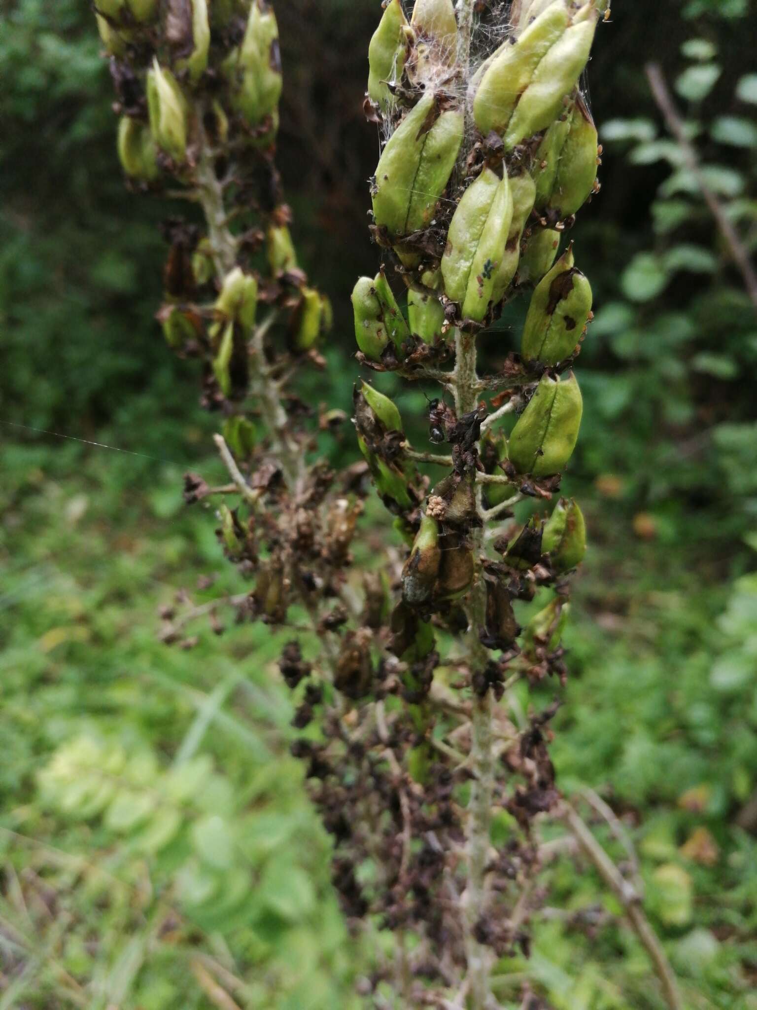 Image of black false hellebore