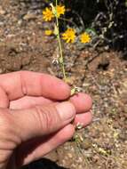 Image of bearded jewelflower