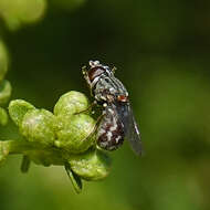 Nausigaster unimaculata Townsend 1897 resmi