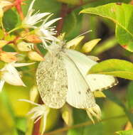 Image of Dixeia charina (Boisduval 1836)