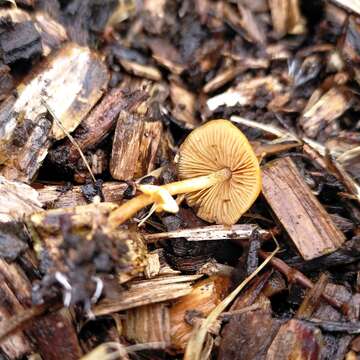 Image of Pholiotina gracilenta (Watling & G. M. Taylor) J. A. Cooper 2014