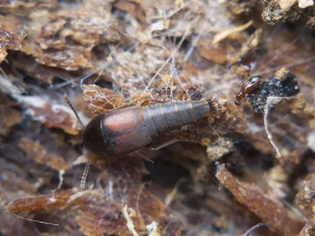 Image of Sepedophilus marshami (Stephens 1832)