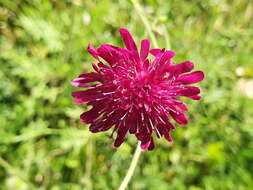 Image of Knautia macedonica Griseb.