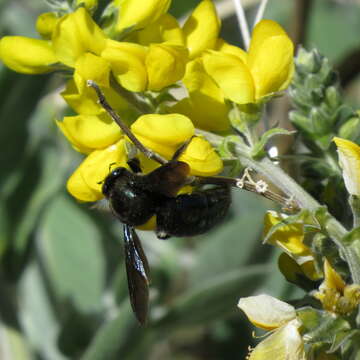 Imagem de Xylocopa californica Cresson 1864