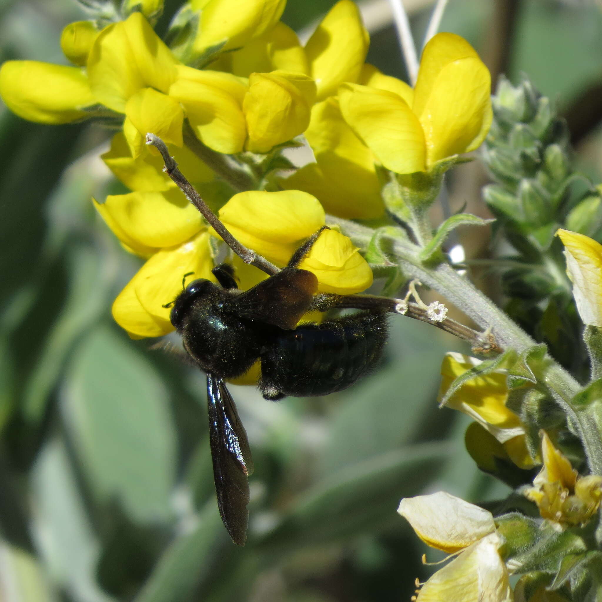 Image of Western Carpenter Bee