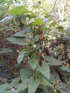 Convolvulus crenatifolius Ruiz & Pav. resmi