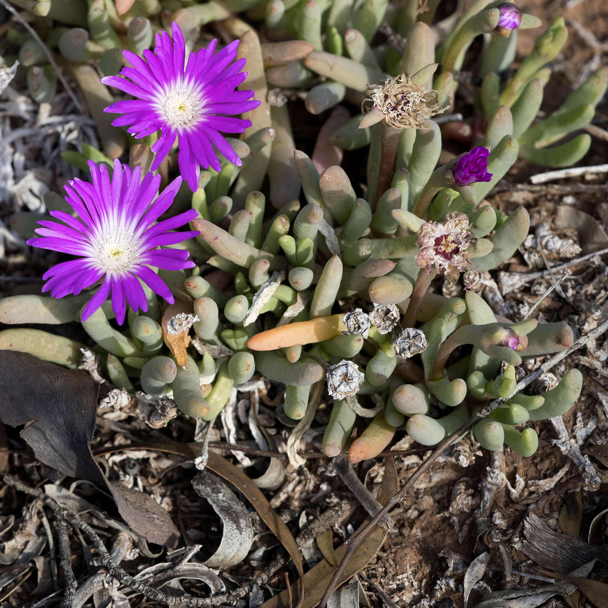 Imagem de Disphyma clavellatum (Haw.) R. J. Chinnock