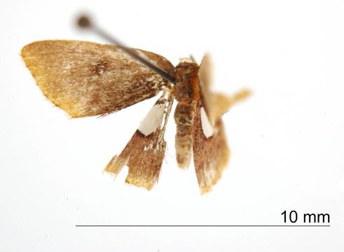 Image of <i>Tricentra unimacula</i> Dognin 1911