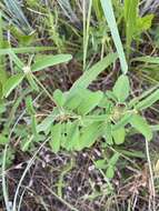 Image of Lindheimer's croton