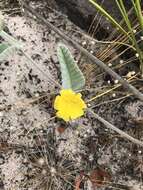 Daustinia montana (Moric.) Buril & A. R. Simões的圖片