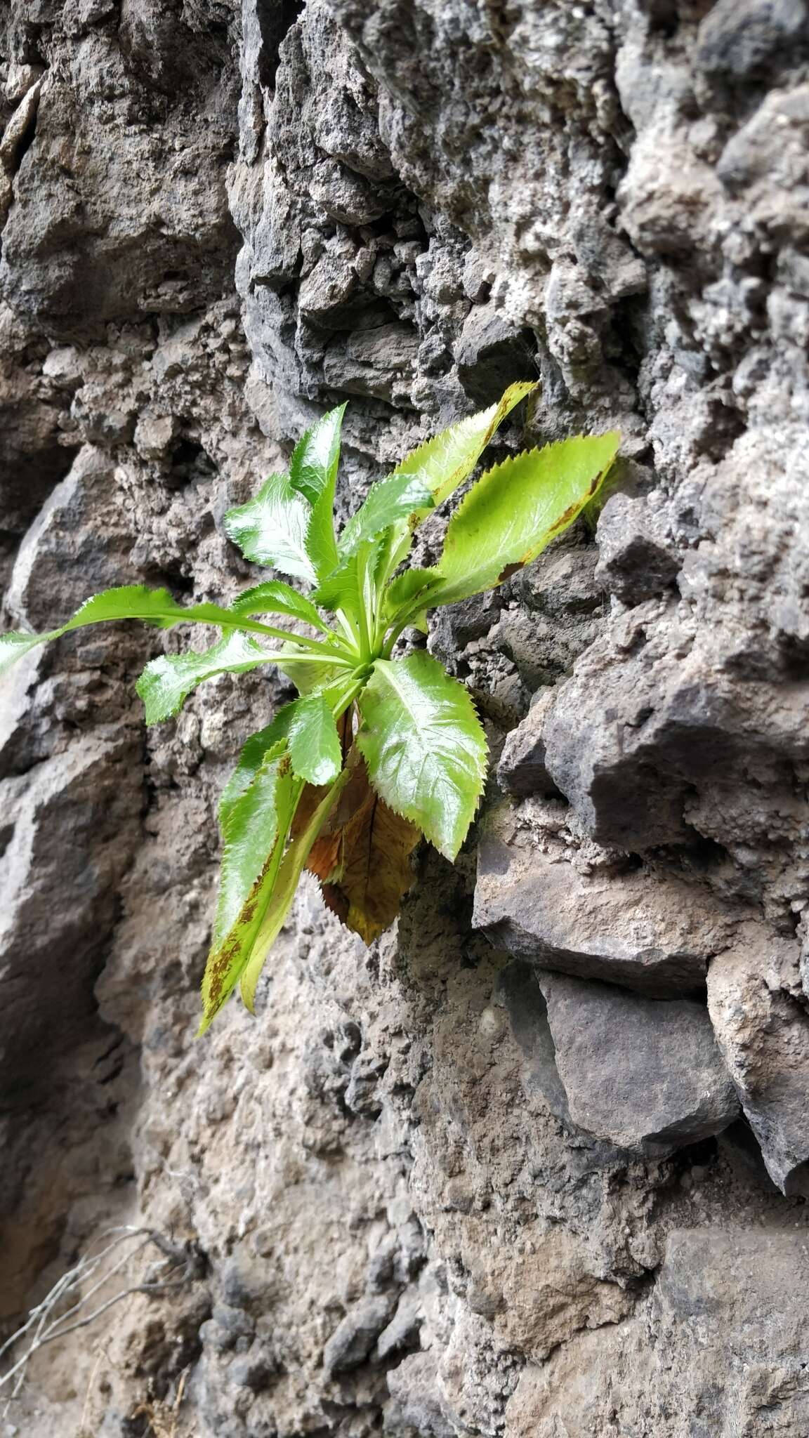 Plancia ëd Musschia aurea (L. fil.) Dumort.