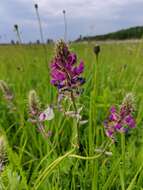 Image de Oxytropis campanulata Vassilcz.