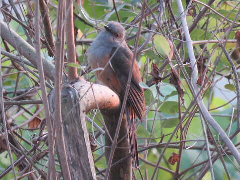 Image of Plaintive Cuckoo