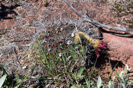 Image de Echinopsis calorubra Cárdenas