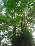 Image of black locust