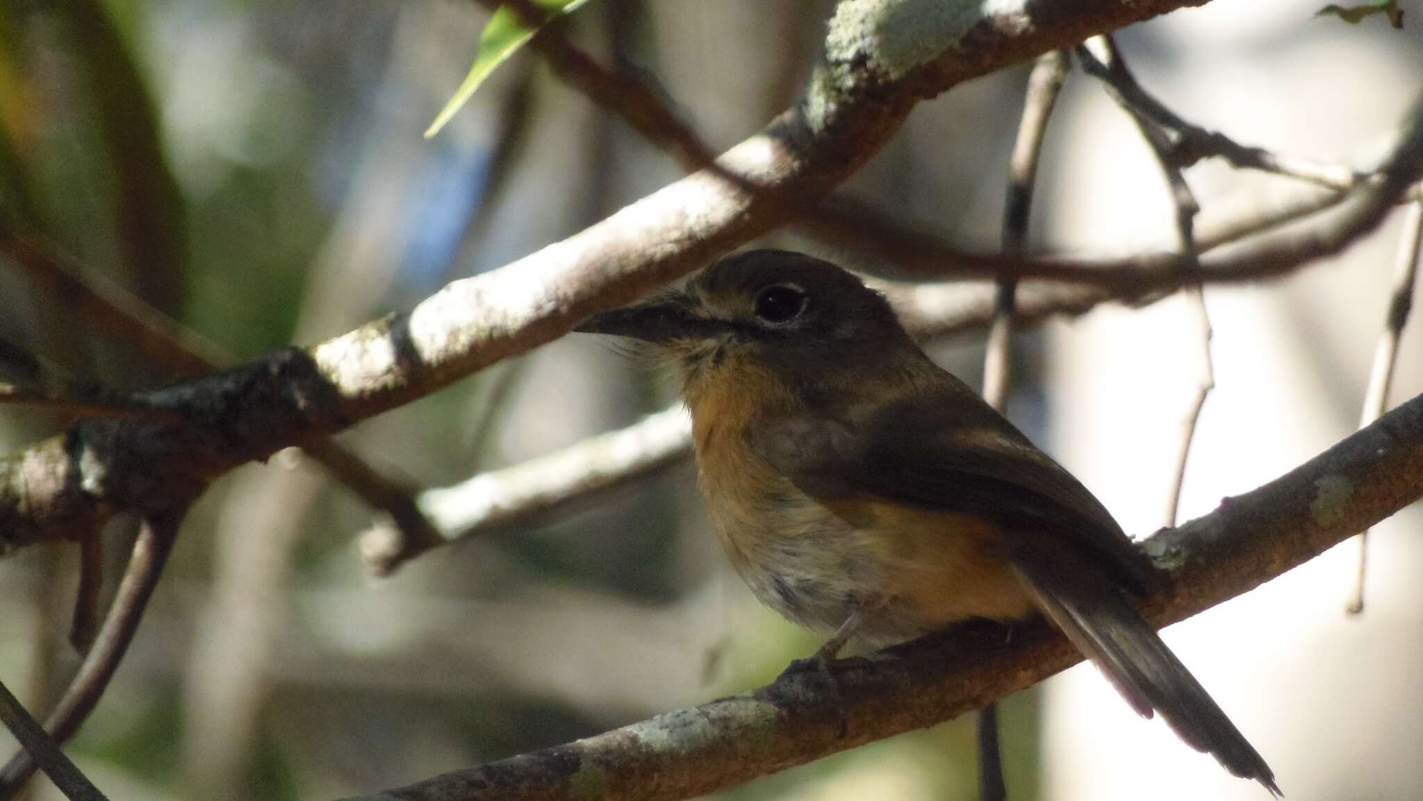 Imagem de Nonnula rubecula (Spix 1824)