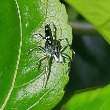 Image of Cosmophasis valerieae Prószyński & Deeleman-Reinhold 2010