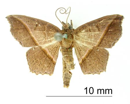 Image of <i>Erythrolophus bicolor</i> Dognin