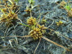 Слика од Cyperus michelianus (L.) Delile