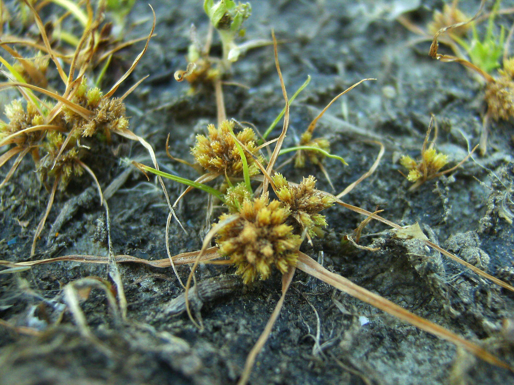 Image of Cyperus michelianus (L.) Delile