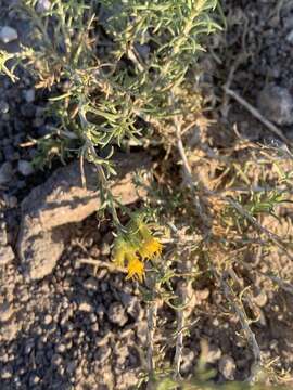 Слика од Ericameria parryi var. nevadensis (A. Gray) G. L. Nesom & G. I. Baird