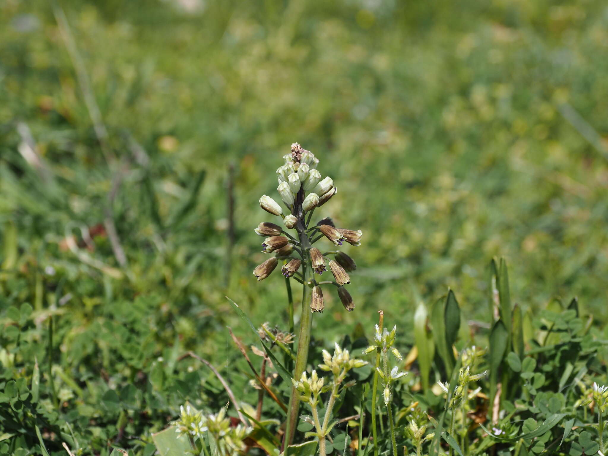 Image of Bellevalia ciliata (Cirillo) T. Nees