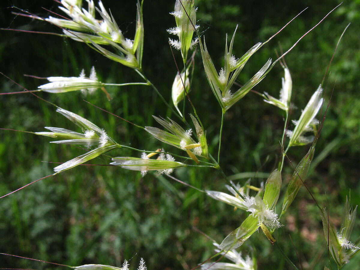 Image of oatgrass