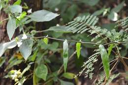 Image of Tripogandra grandiflora (Donn. Sm.) Woodson