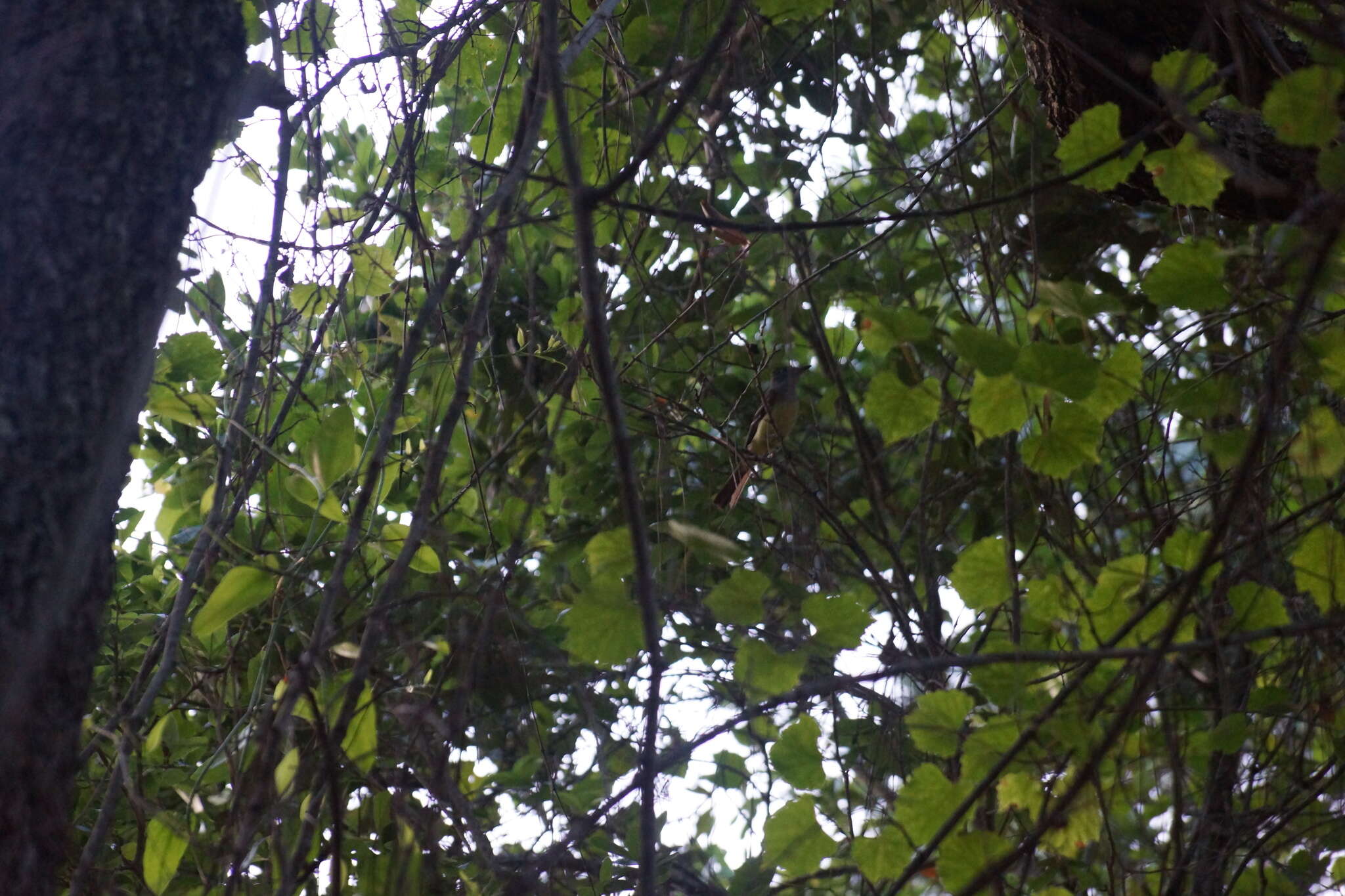 Image of Great Crested Flycatcher