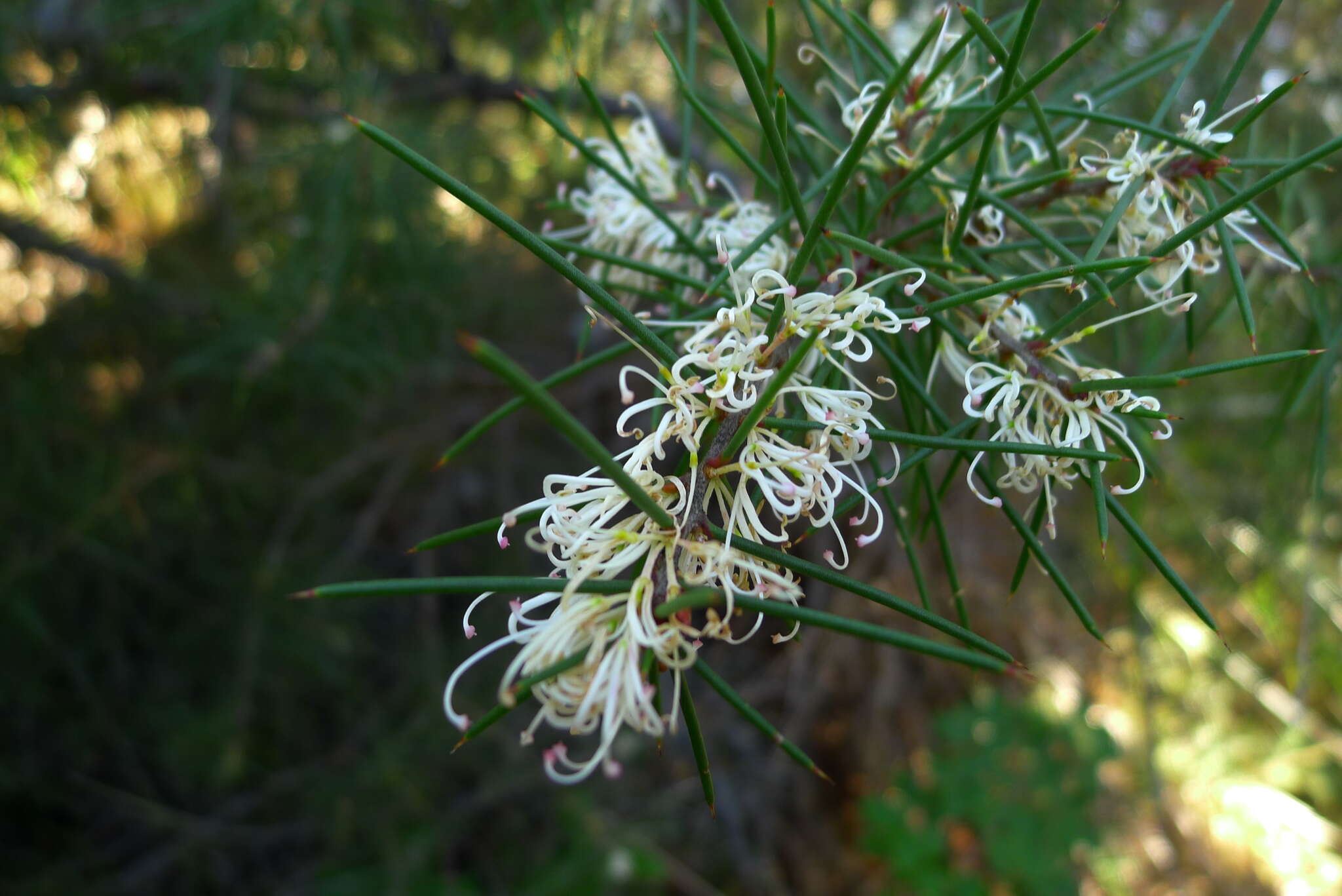 Image of Hakea sericea Schrad. & J. C. Wendl.